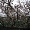 滋雨