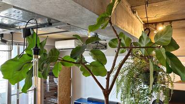 フィカス・アフリカンプリンスの接木と2ヶ月の経過観察