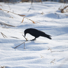 大雪の日に鳥を見に行った（２０２１　０１１１）その３。