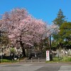 都内青山の桜