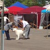 札幌第二愛犬クラブ展