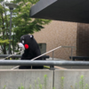 くまモン　龍谷大学に出没