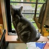 朝採りキュウリを食べる猫の食事風景＆猫の名前＆小窓の外