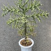 ユーフォルビアステノクラータの植替え