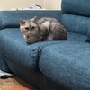 ペットの余命がなんとなくわかってからの心の準備