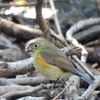 鳥撮日記　あちこちで園内整備😢鳥撮のピンチと思いきや！