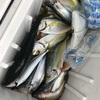 【カゴ釣り】あの高級魚も爆釣中！！in伊東港