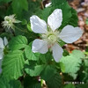 クサイチゴ Rubus hirsutus