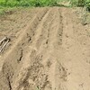 ジャガイモの秋栽培開始