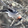 道東をめぐる旅③〜ウソ、ハギマシコ、ラッコ！？