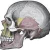 ４月開催：頭蓋オステオパシー基礎；ホリスティックなアプローチです