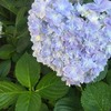 2nd June:When hydrangea blooms