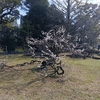 八代市松井神社の臥龍梅、満開となってはいるが樹勢の衰えは明らか。