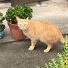 ねこねこ