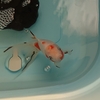 自ら一ヶ月近く食べなかった金魚