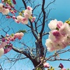 長岡天満宮と八重桜