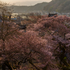 高台から眺めるお寺の桜