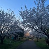 ふるさとの浜辺公園で2週連続お花見。