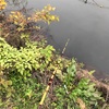芝川で小物釣り　ブルーギルと大モツゴ