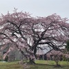 枝垂れ桜の観察🌸