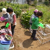 畑で、今日は水やり