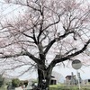 江田島お花見サイクリング。