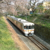 山北の桜並木は残念ながら散り始めてしまいました