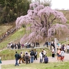 三春の滝桜