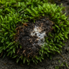 苔の病気とは？美しい緑を守るために知っておきたい基礎知識