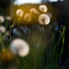 dandelion