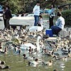 冬の“アイドル”　カモ飛来　玉野・深山公園赤松池に８００羽（岡山県）