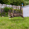 玄界灘離島のねこさん