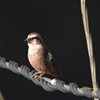 Pink-browed Rosefinch バラマユマシコ (北インドの鳥その18)