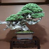 盆栽と蘭の華麗なる競演～蘭と「BONSAI～『世界らん展2019』