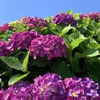 紫陽花と湧き水汲みと種まき