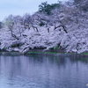 お散歩　3/31/25　井の頭公園の桜