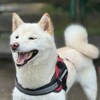 老犬ホームあん｜新人さん あみ^^