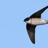 イワツバメ 飛翔｜鳥の“視線”と“表情”
