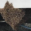 浜松市でミツバチが大量発生！ちょっと変わった方法で駆除してきました！