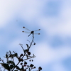 小さな秋ーノシメトンボと青い空