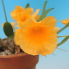 Dendrobium jenkensii`Rising Sun&#039;