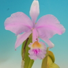 Cattleya trianae `Hinomaru'