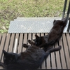 今朝の黒猫ダブル