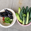 夏野菜の収穫（その１）