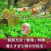 【ピンクラムズホーン】の飼育方法・繁殖・増えすぎた時の対処法