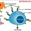 繰り返し接種がIgG4抗体を増やし、癌になりやすくなる