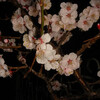 夜桜