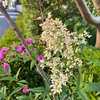 南天の花