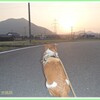 夕陽とわん