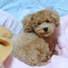 外耳炎と頭痛と吐き気